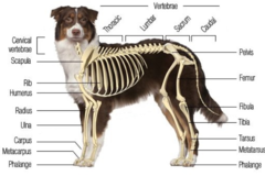 Request Quote: Little Critters Pet Chiropractic Services - Riverdale, NJ