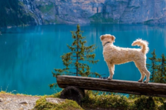 Request Quote: Happy Paws Canine Massage and Energy Work - Vancouver, WA