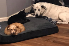 Request Quote: Four Paws Sake Pet Sitting & Dog Walking, LLC. - Tampa, FL
