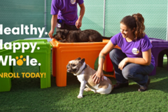 Request Quote: Central Bark Landover - Dog Daycare - Hyattsville, MD
