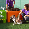 Central Bark Landover - Dog Daycare - Hyattsville, MD