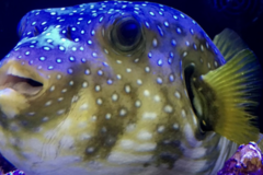 Request Quote: Caesars Tropical Fish Inc - Aquarium Services - Santa Rosa, CA