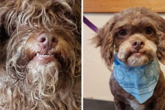 Request Quote: 209 Club Pet - Dog Grooming and Small Dog Boarding - Stockton, CA