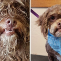 209 Club Pet - Mobile Dog Grooming and Small Dog Boarding - Stockton, CA