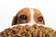 Request Quote: Mark Rogers Pet Photographer - San Francisco, CA