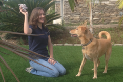 Request Quote: Wonder Dog Training - Private In Home Dog Training - Escondido, CA