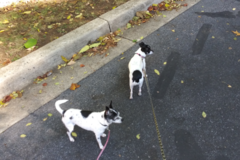 Request Quote: Tom's Private Dog Training - Bethesda, MD