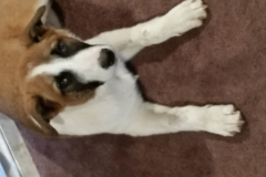 Request Quote: Doggone U - Private Dog Training - Gold Bar, WA