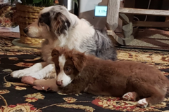 Request Quote: K9 Social Club - Mobile Dog Groomer - Tomball, TX