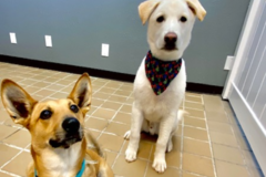 Request Quote: Kimberly's K9 Club - Dog Groomers - Dallas, TX