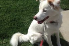 Request Quote: Love For Paws Private Virtual Dog Training - Richmond, VA