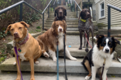 Request Quote: On Call Pet Service - Dog Walking and Pet Sitting - Woodstock, CT