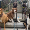 On Call Pet Service - Dog Walking and Pet Sitting - Woodstock, CT