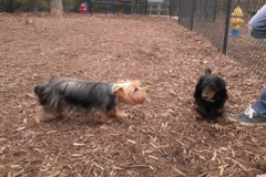 Request Quote: ME Luv Pets - In Home Pet Sitting Services - Morrisville, NC