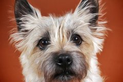 Request Quote: That Dog Photo Guy - Dog Photographer - Collinsville, CT