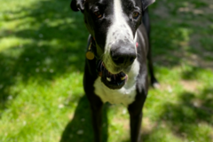 Request Quote: WNC Pet Care - In Home Pet Sitting - Asheville, NC