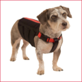 Wiggleless Back Brace - Dog Physical Therapy - Oxnard, CA