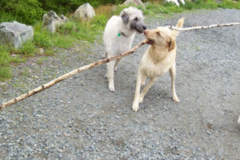 Request Quote: Daley Care - Private Dog Training Service - Medford, MA