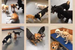 Request Quote: Forever Puppy Day Camp and Dog Boarding - Mission Viejo, CA