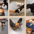 Forever Puppy Day Camp and Dog Boarding - Mission Viejo, CA