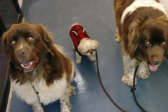 Request Quote: SoHo Pet Services - Dog Walking - In Home Pet Sitting - New York, NY