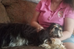 Request Quote: Kneaded Pets - Animal Massage  - McKinney, TX