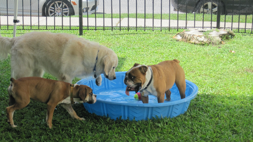 Animal house cheap dog boarding