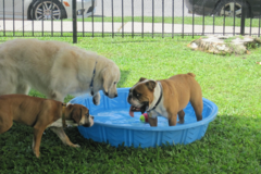 Request Quote: Mid City Animal House - Dog Boarding Services - New Orleans, LA