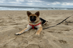 Request Quote: The Social Dog LLC - In Home Private Dog Trainer - Locust, NJ