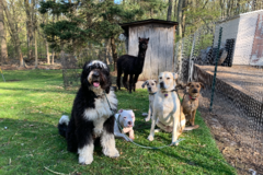 Request Quote: Mind of Dog - Certified Private Dog Trainers - Morristown, NJ