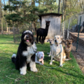 Mind of Dog - Certified Private Dog Trainers - Morristown, NJ