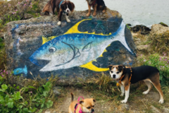 Request Quote: Piedmont Pet LLC - Cage Free Luxury Dog Boarding & Daycare - Oakland, CA