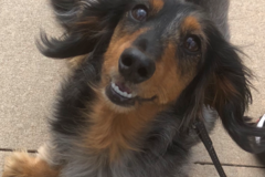 Request Quote: TAKA Dog Walk - Dog Walking and Pet Sitting Services - Weehawken, NJ