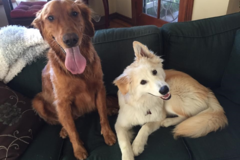 Request Quote: San Diego FurryGodmother - Dog Day Care and Boarding - Oceanside, CA