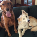San Diego FurryGodmother - Dog Day Care and Boarding - Oceanside, CA