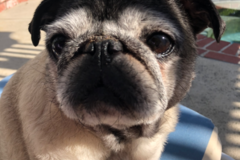Request Quote: The Pet Sitter - Dog Walking and In Home Pet Sitting - Laguna Hills, CA