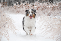 Request Quote: Sandra McCarthy Pet Photography - Litchfield, NH