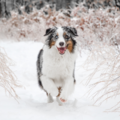 Sandra McCarthy Pet Photography - Litchfield, NH