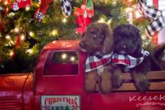 Request Quote: KeeseKit Pet Photography  - Rowlett, TX