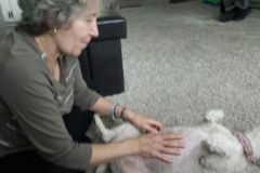 Request Quote: VK Animal Communication and Energy Therapy - Nationwide