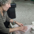 VK Animal Communication and Energy Therapy - Nationwide
