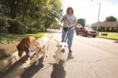 Request Quote: Paws Pet Sitters LLC - In Home Pet Sitters - Ecru, MS