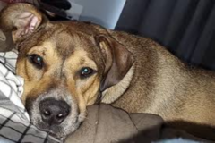 Request Quote: Allison Dellatore - Animal Communicator and Pet Intuitive - Mastic Beach, NY