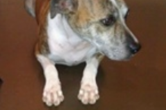 Request Quote: While You're Away Services - Pet Sitting Services - Phoenix, AZ