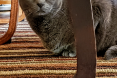 Request Quote: Claudia's Pet Care - Pet Sitting - Kingston, WA