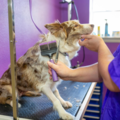 PetQuest Spa and Hotel - Pet Boarding and Pet Daycare - Chattanooga, TN