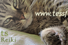 Request Quote: Tess For Pets - Animal Reiki - Nationwide