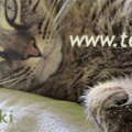 Tess For Pets - Animal Reiki - Nationwide