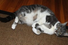 Request Quote: At Home Cat Sitting Services - San Francisco, CA