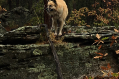 Request Quote: Marcie Draheim - Animal Communicator and Pet Psychic - Nationwide
